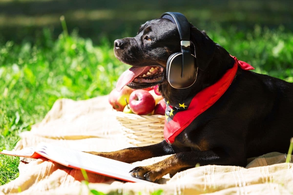 Black Rottweiler with headphones, lying on the picknick sheet