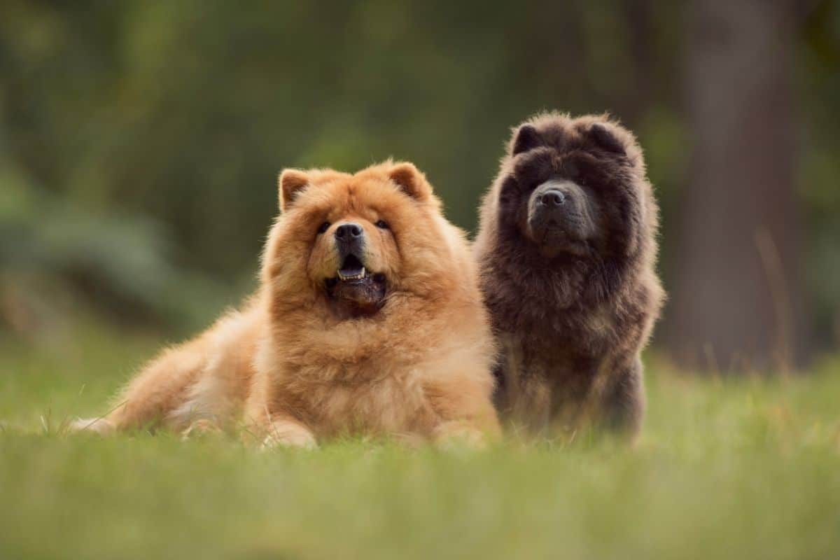 Tan and brown CHow Chows on green grass field