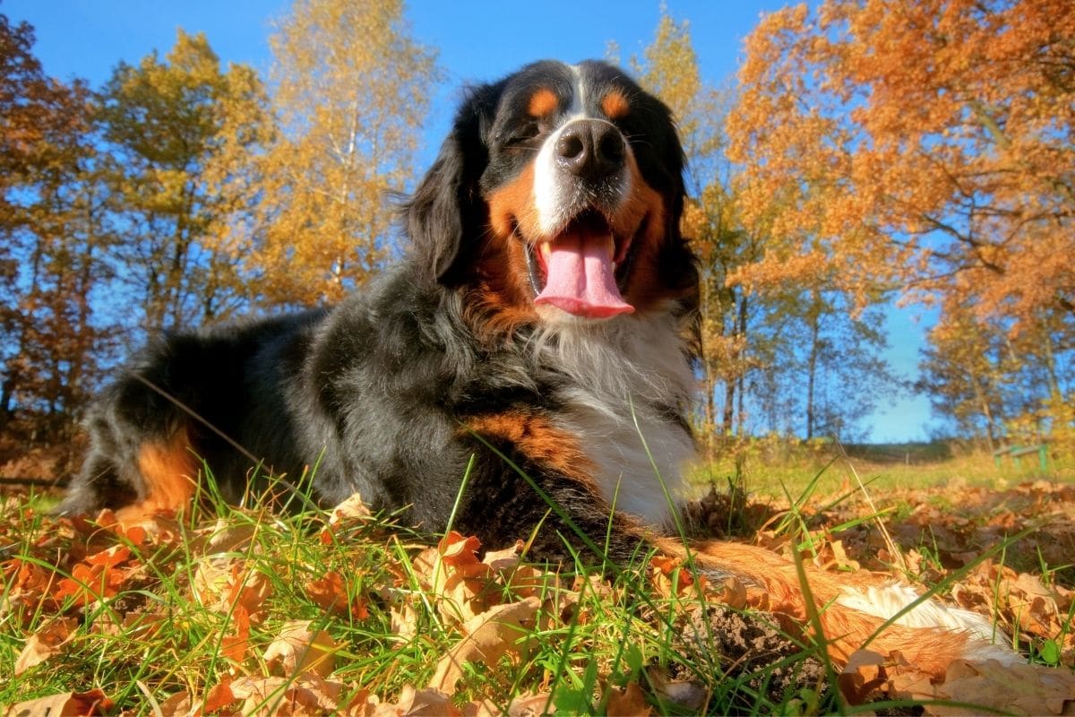 Beatiful big dog lying on the grass and leaves looking into camera