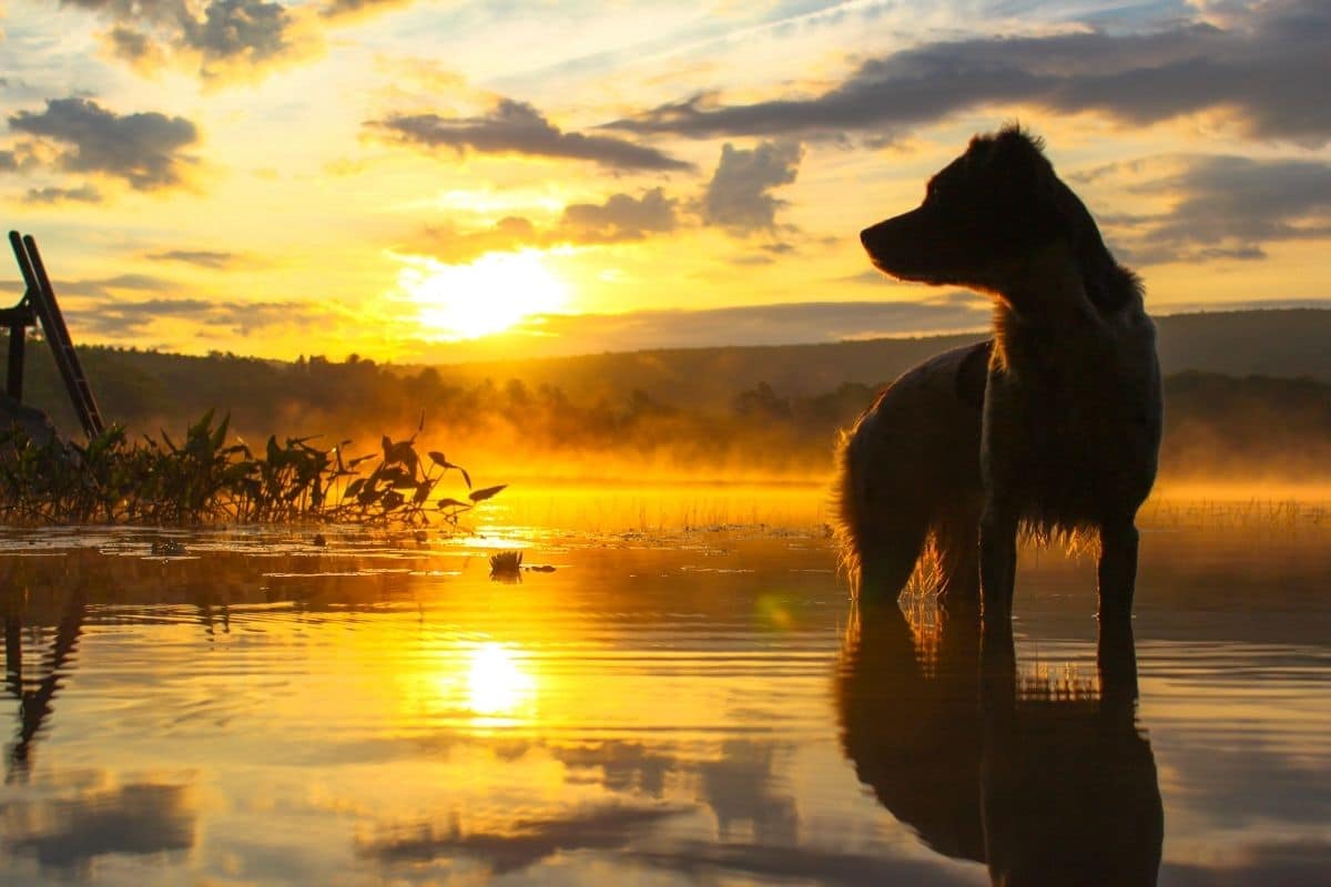 Dog standing in river at sunset