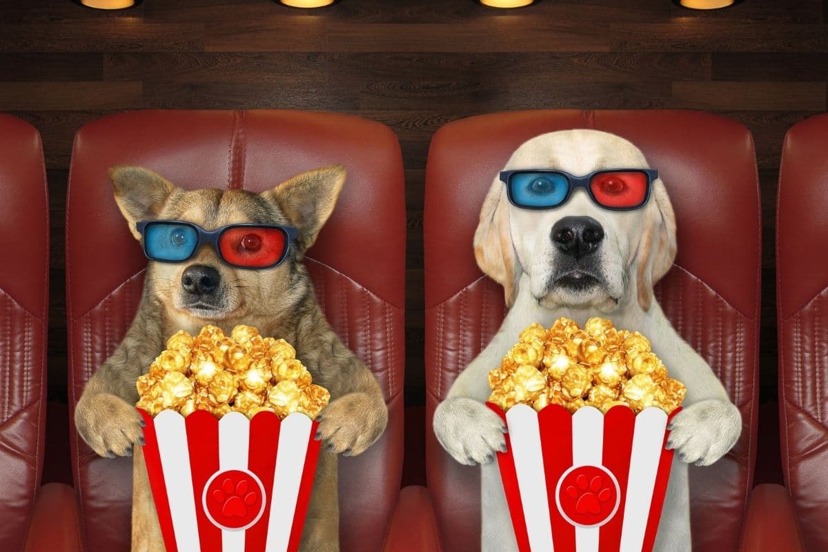 Two dogs sitting in cinema chairs, wearing glasses with popcorn