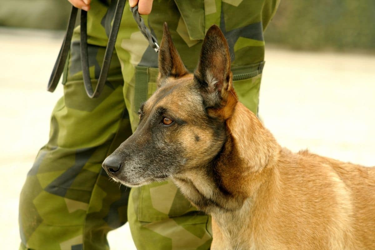 Female military dog on leash near soldier