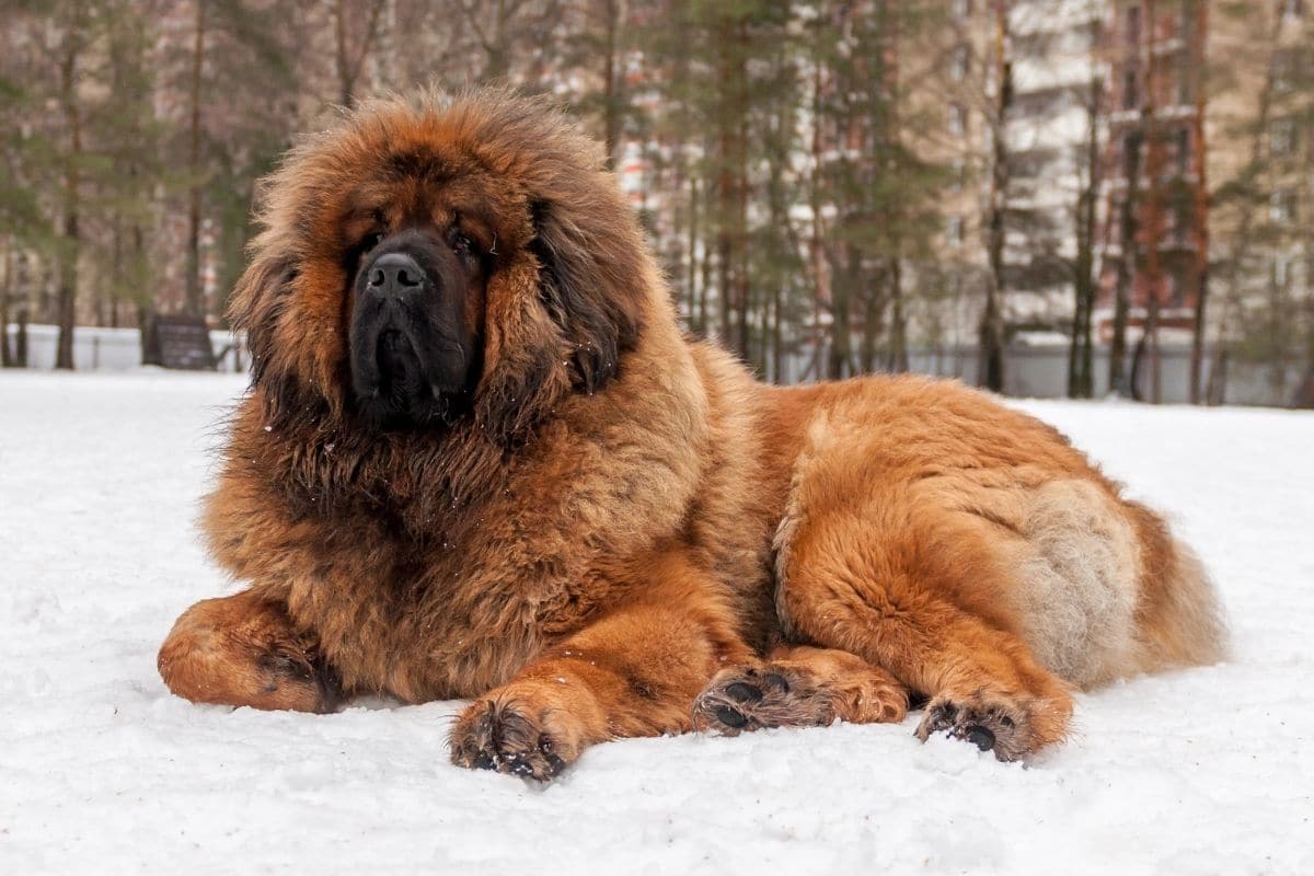 Huge brown Tibetan Mastiff lying on the snow