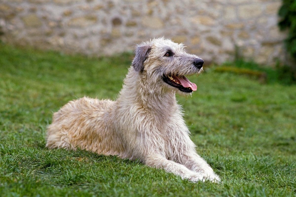 White Irish Greayhound sitting on green grass