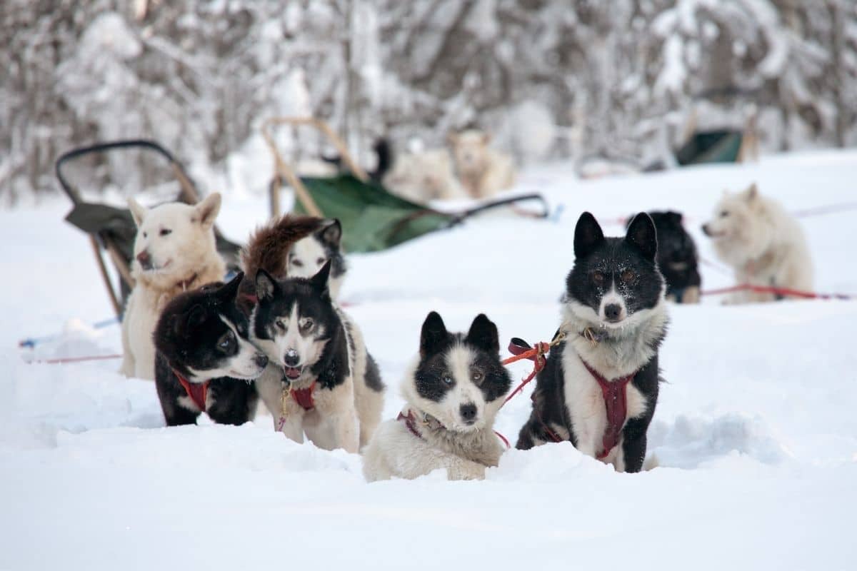 Sledge dogs in deep snow