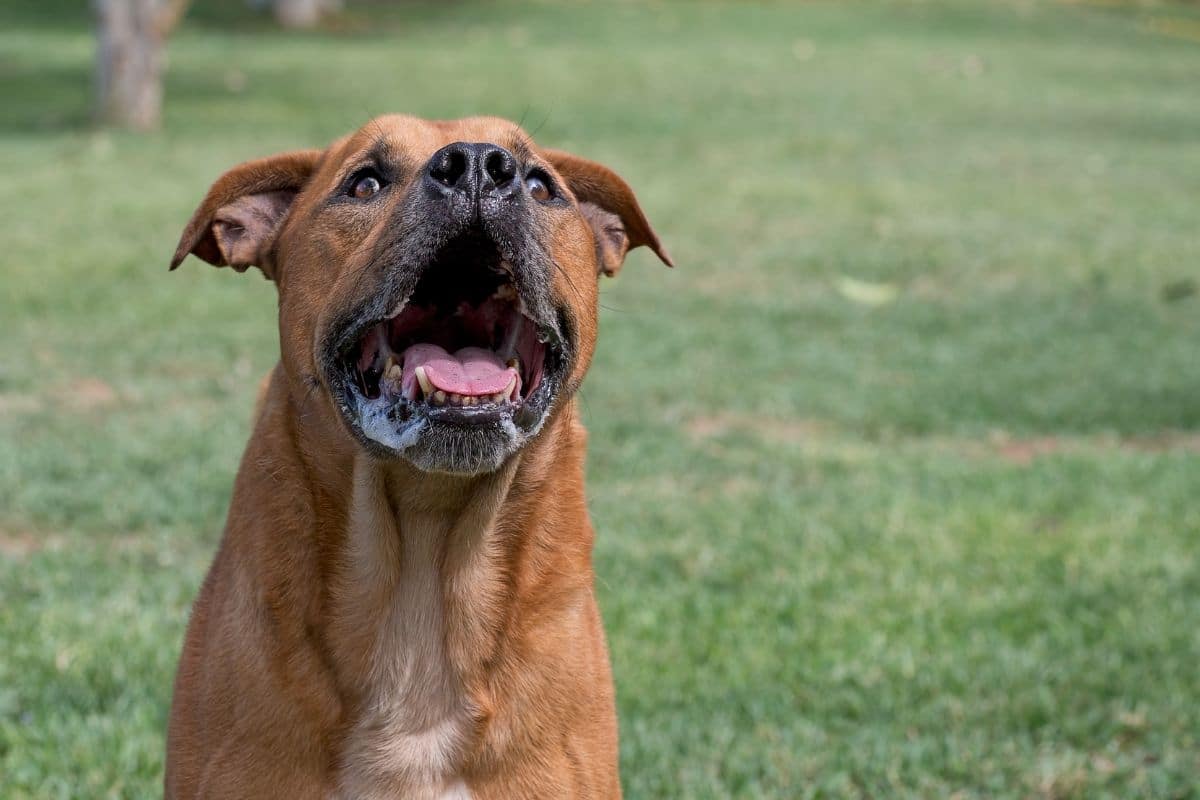 Big brown muscly dog posing in front of camera with mouth open on green grass