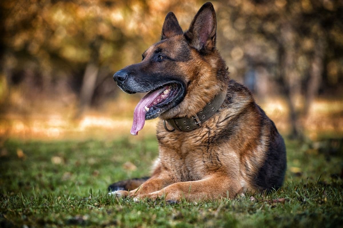 Big GSD lying on green grass with brown collar and tongue out