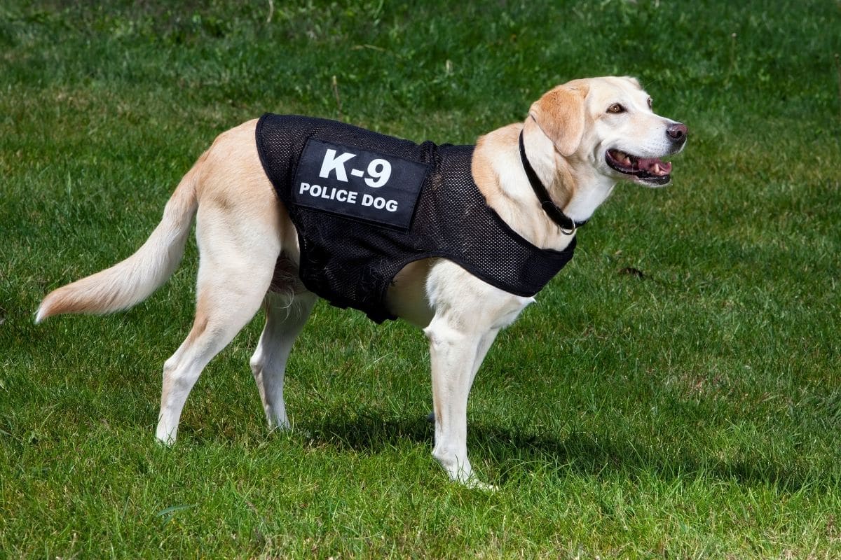 White labrador with K9 suit on standing on green grass