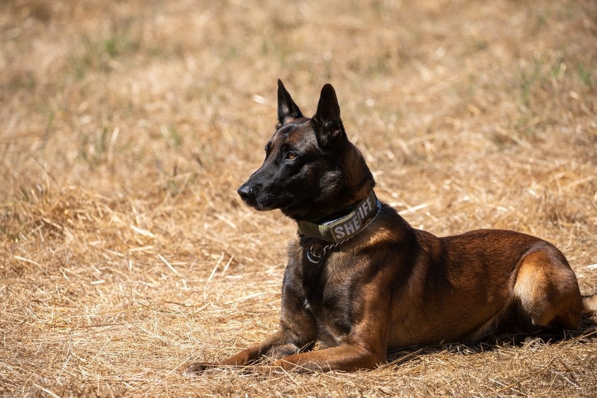 Brown police dog with sheriff collar lying on grass
