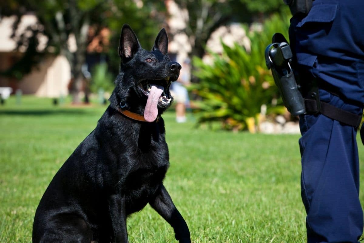 Shiny black police dog on training standing on green grass