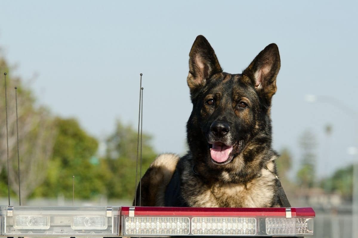 Police GSD lying on the roof of police car
