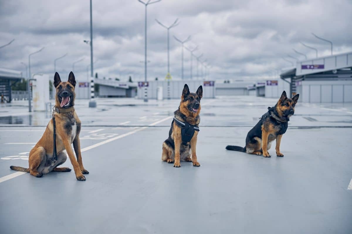 Three police dogs standing on concrete
