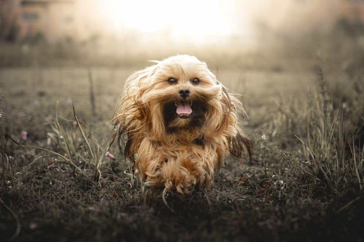 Small fluffy hairy brown dog running on grass field