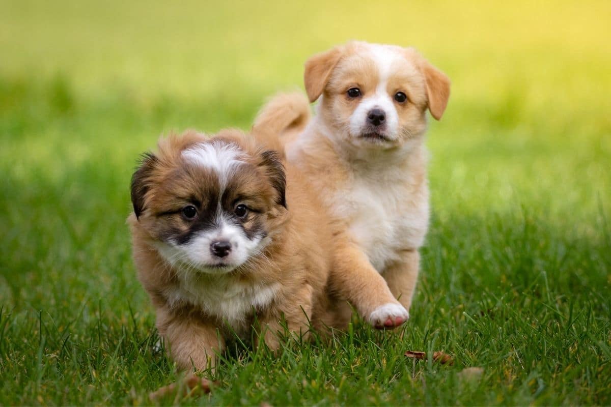 Two cute fluffy small puppeys staning on green grass