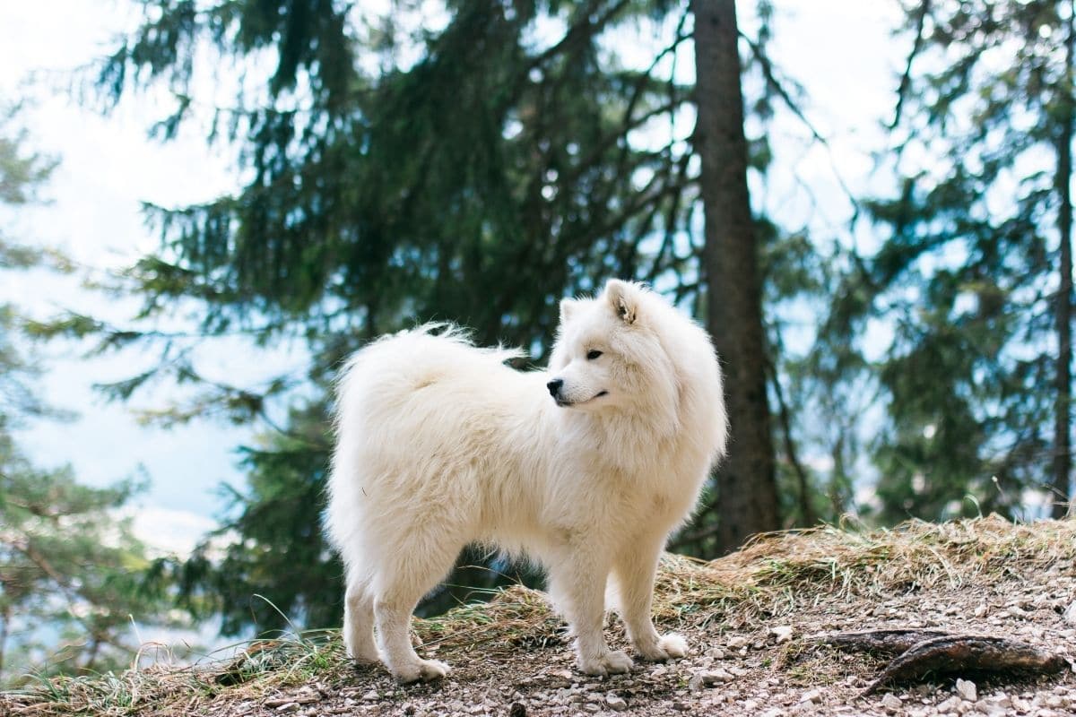 Adorable white fluffy dog stanind in forrest