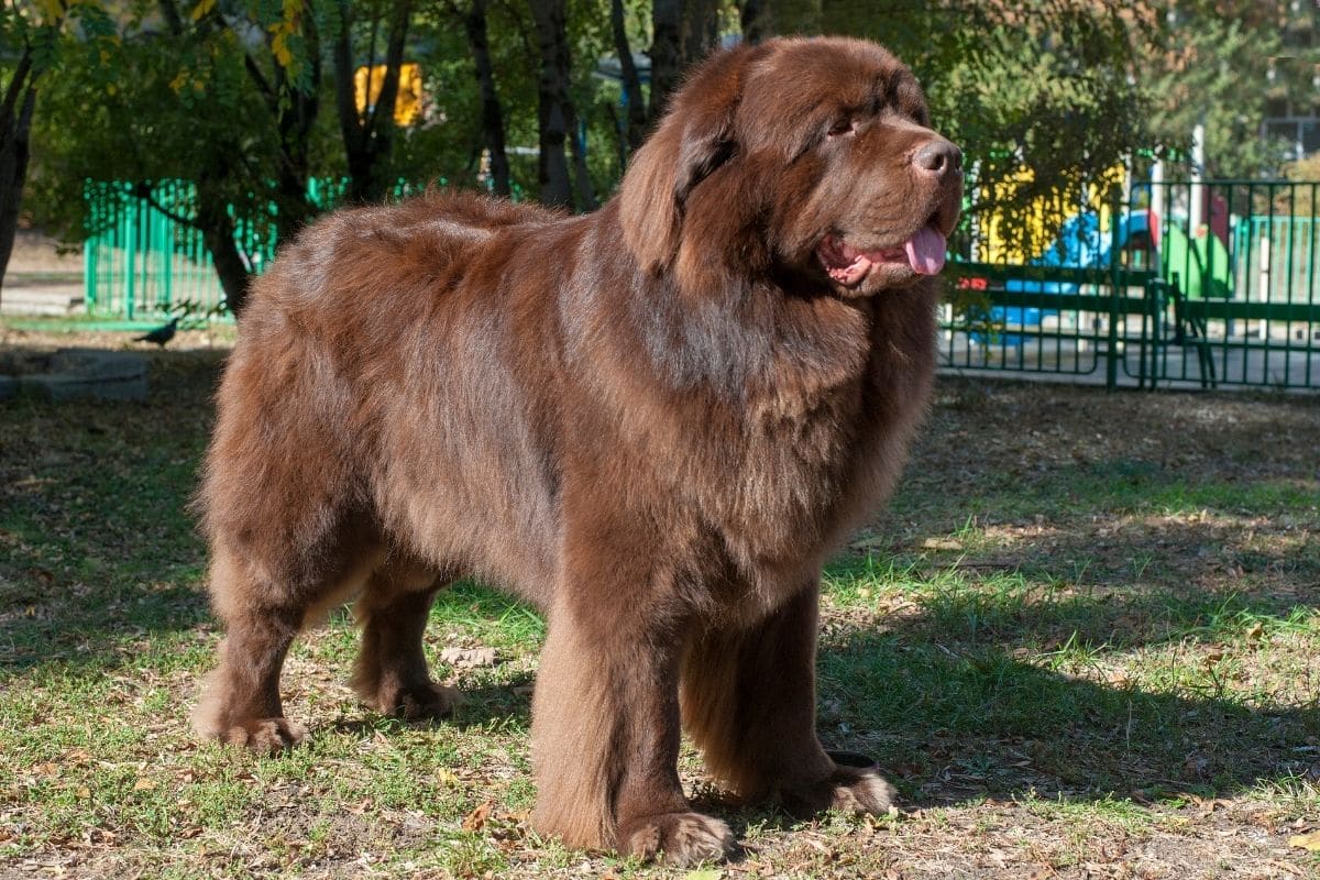 Huge brown fluffy Newfoundland standing on grass in park