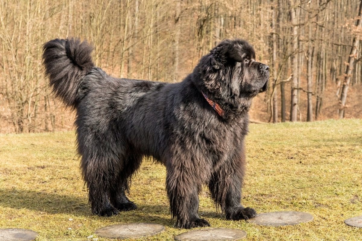 BIg Newfoundland male standing and looking forward