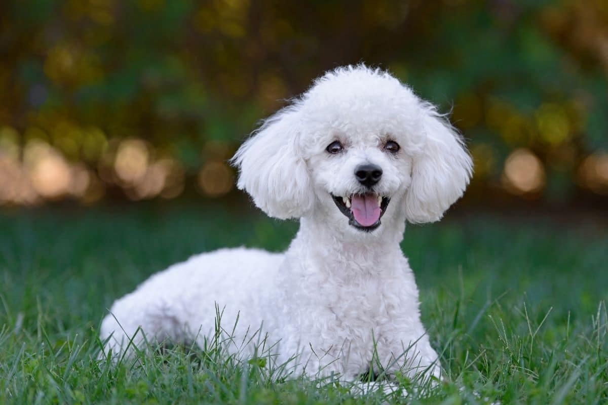 White Poodle lying in the grass