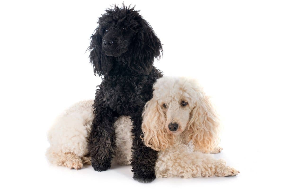 Black and white Poodle on white background