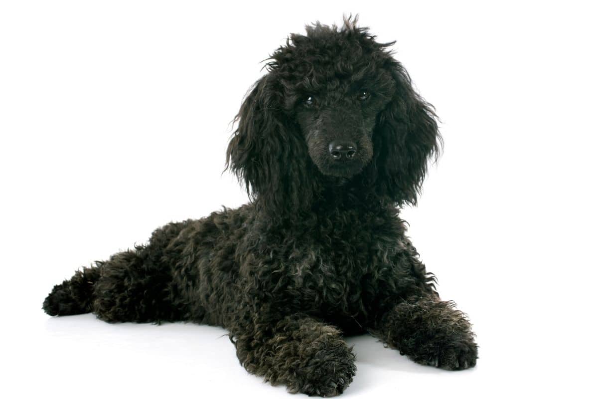 black poodle on a white background