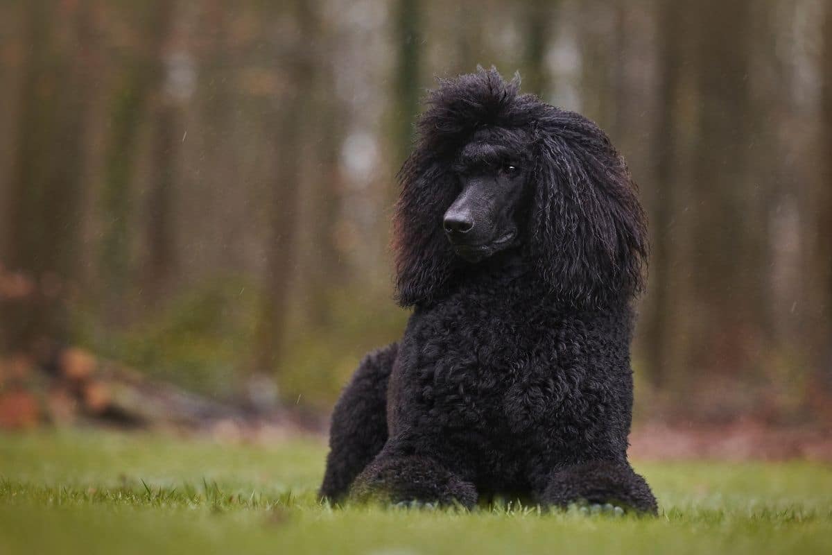 Male black Poodle sitting on the grass