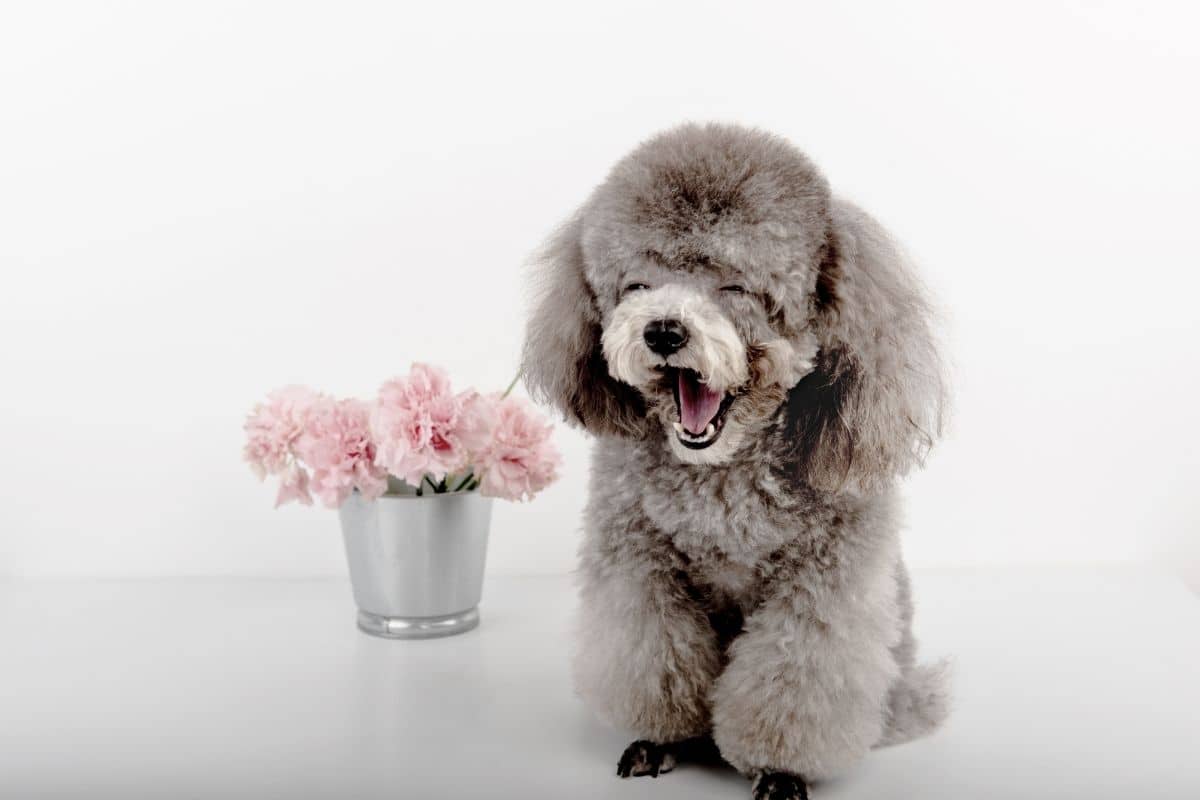 Gray Poodle nest to pot of flowers
