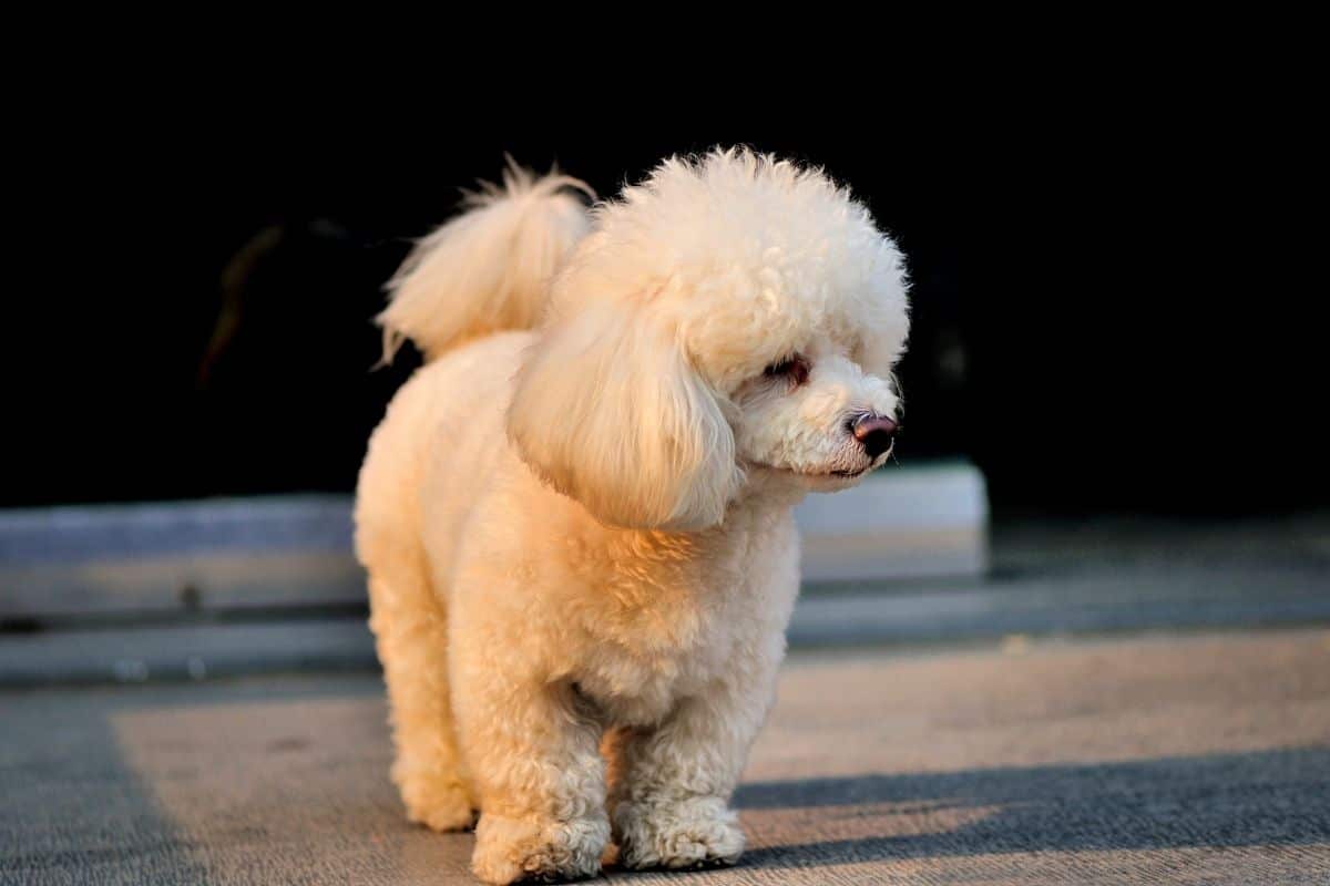 Toy white Poodle standing on the road with shadow