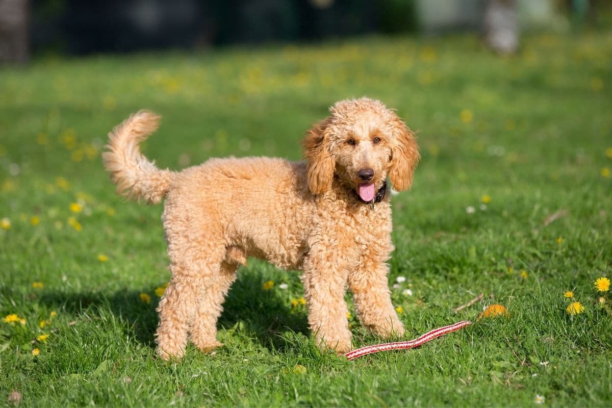 Apricot Poodle staning on the grass