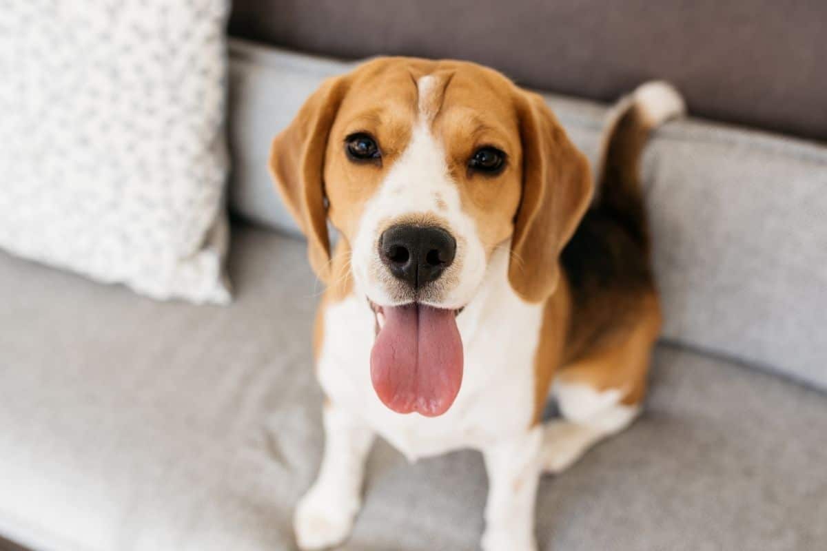 Tri-color Beagle sitting on couch
