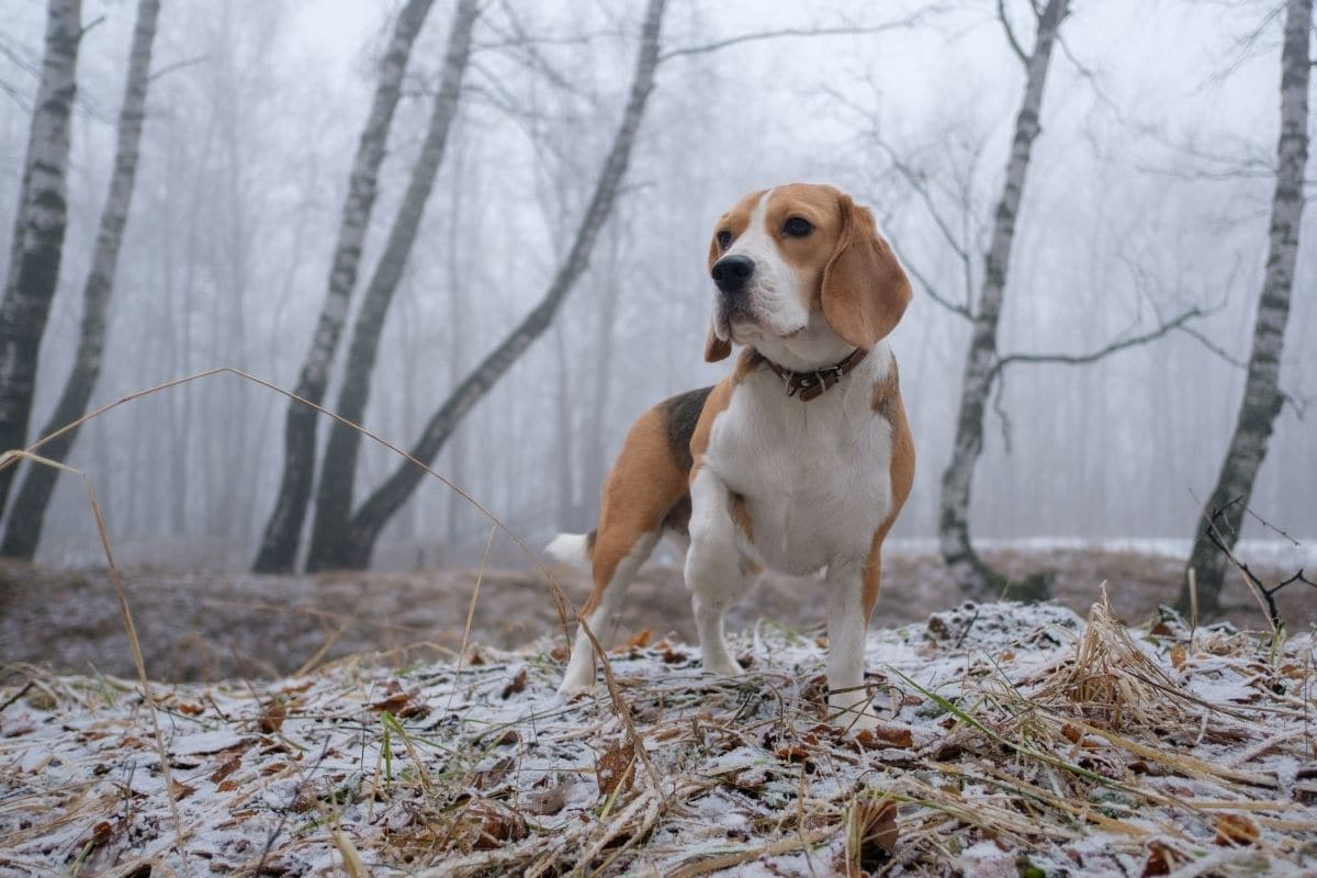 Beagle standing on frozen ground in forrest