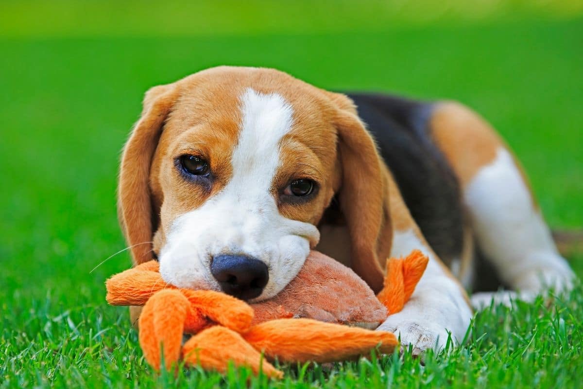 Adorable Beagle puppy chewing toy