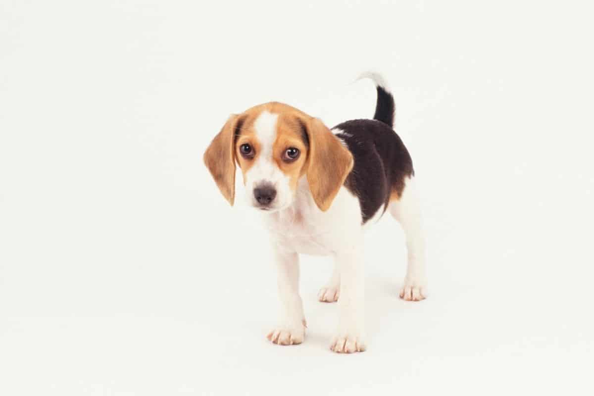 Tri-color puppy Beagle on white background