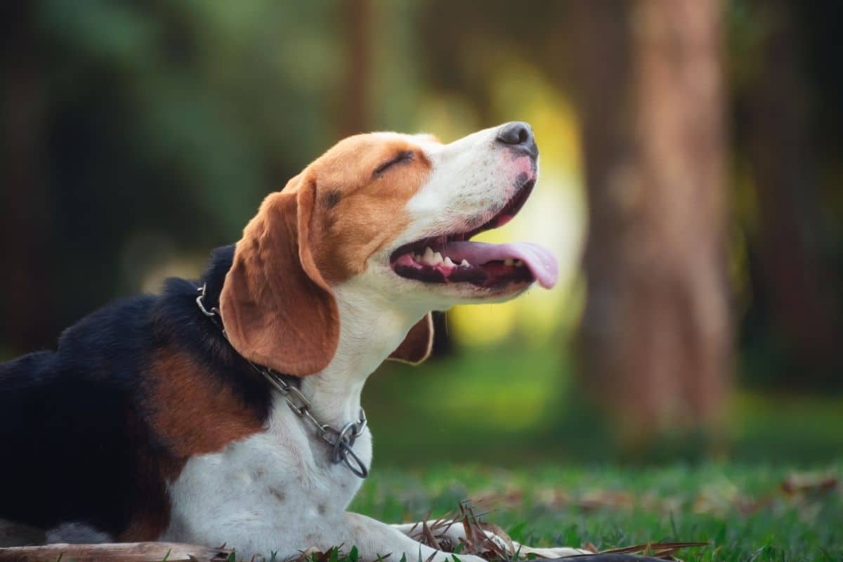 Smiling Beagle sitting on ground