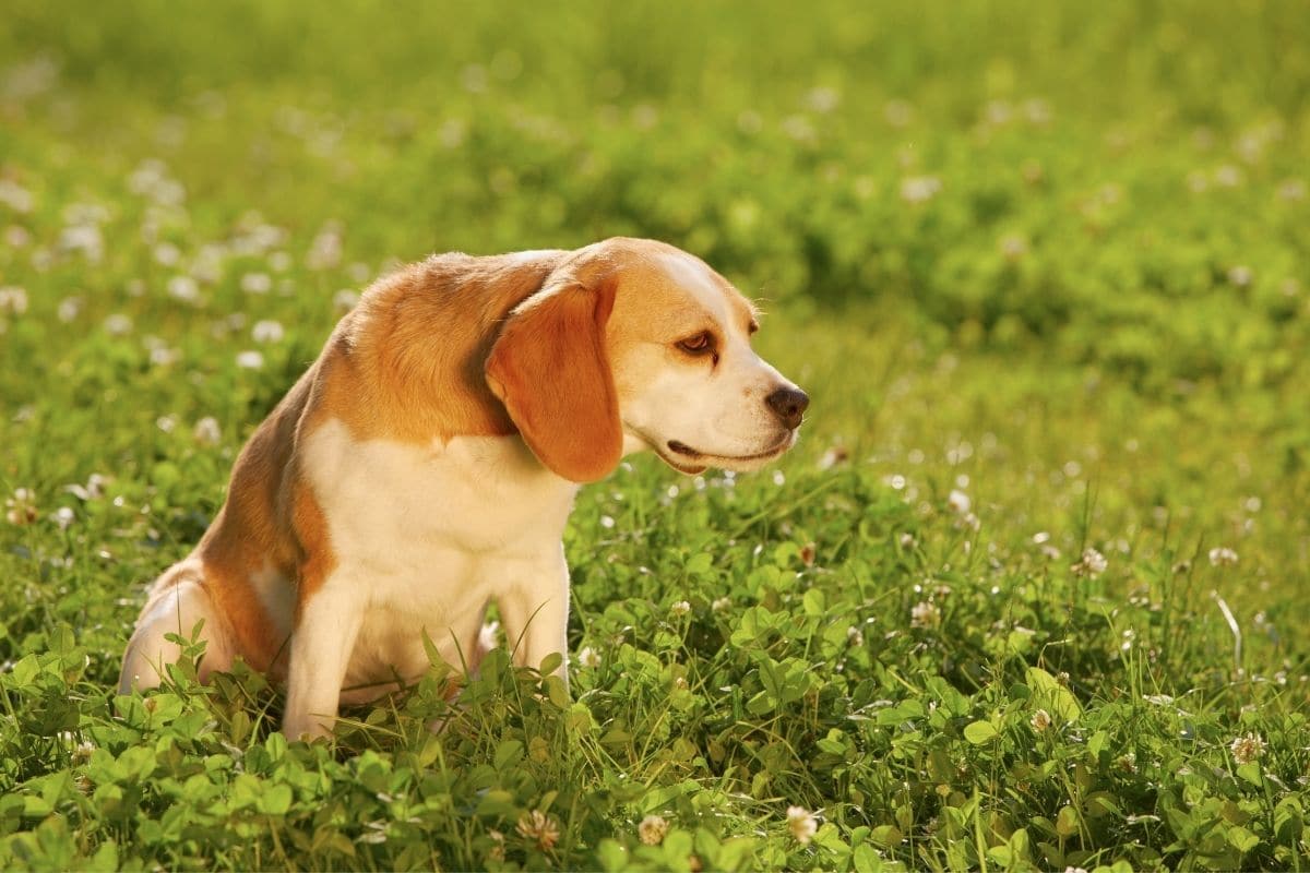 Red Beagle sitting on grass field