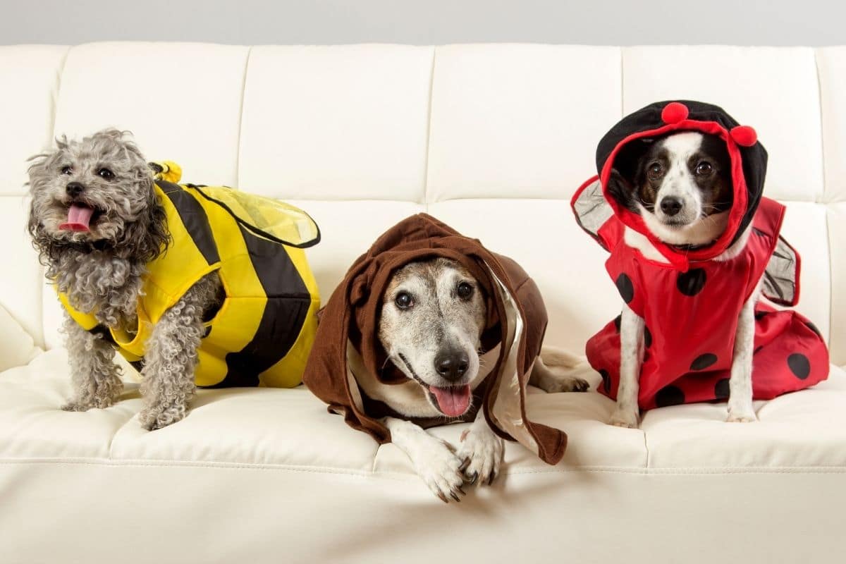 Three funny dogs with costumes on coach