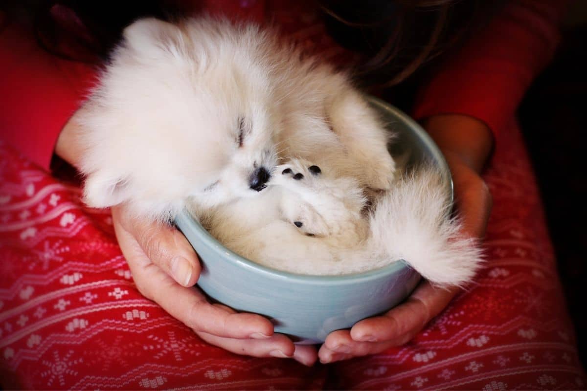 Tiny cute white dog in bowl