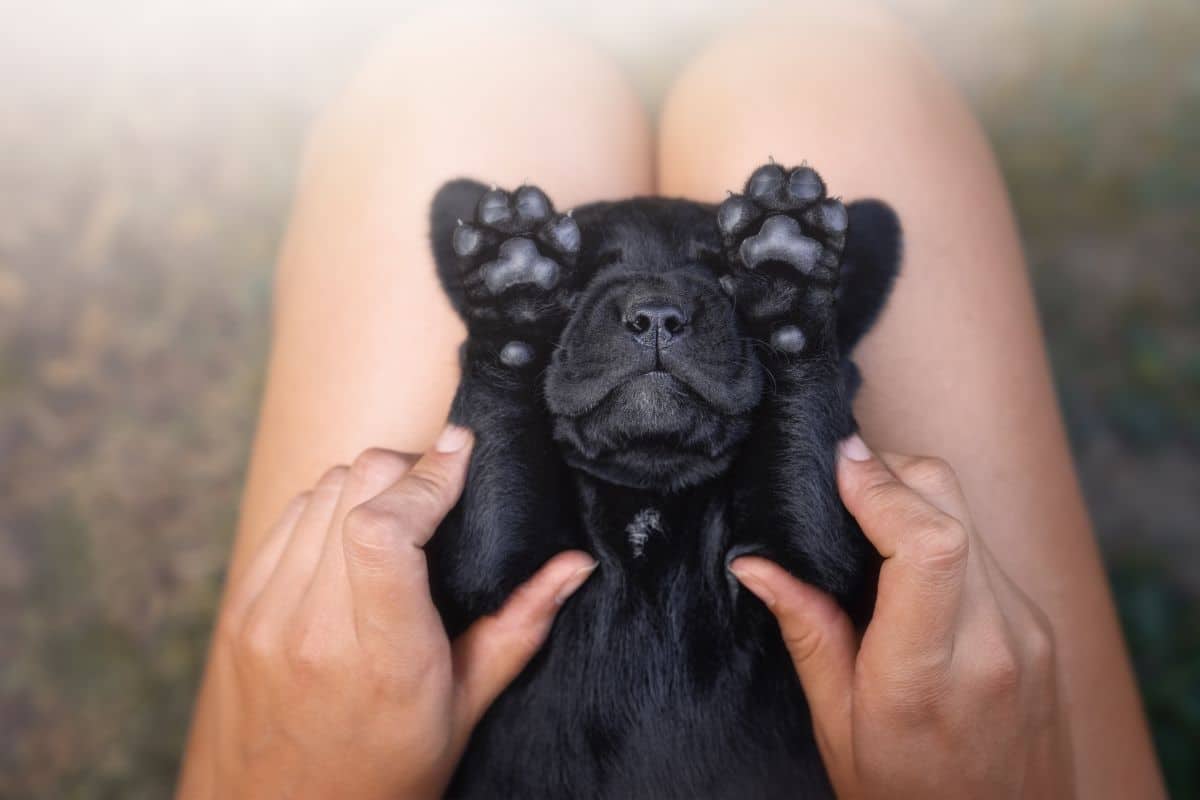 Human holding cute black tiny dog on his legs