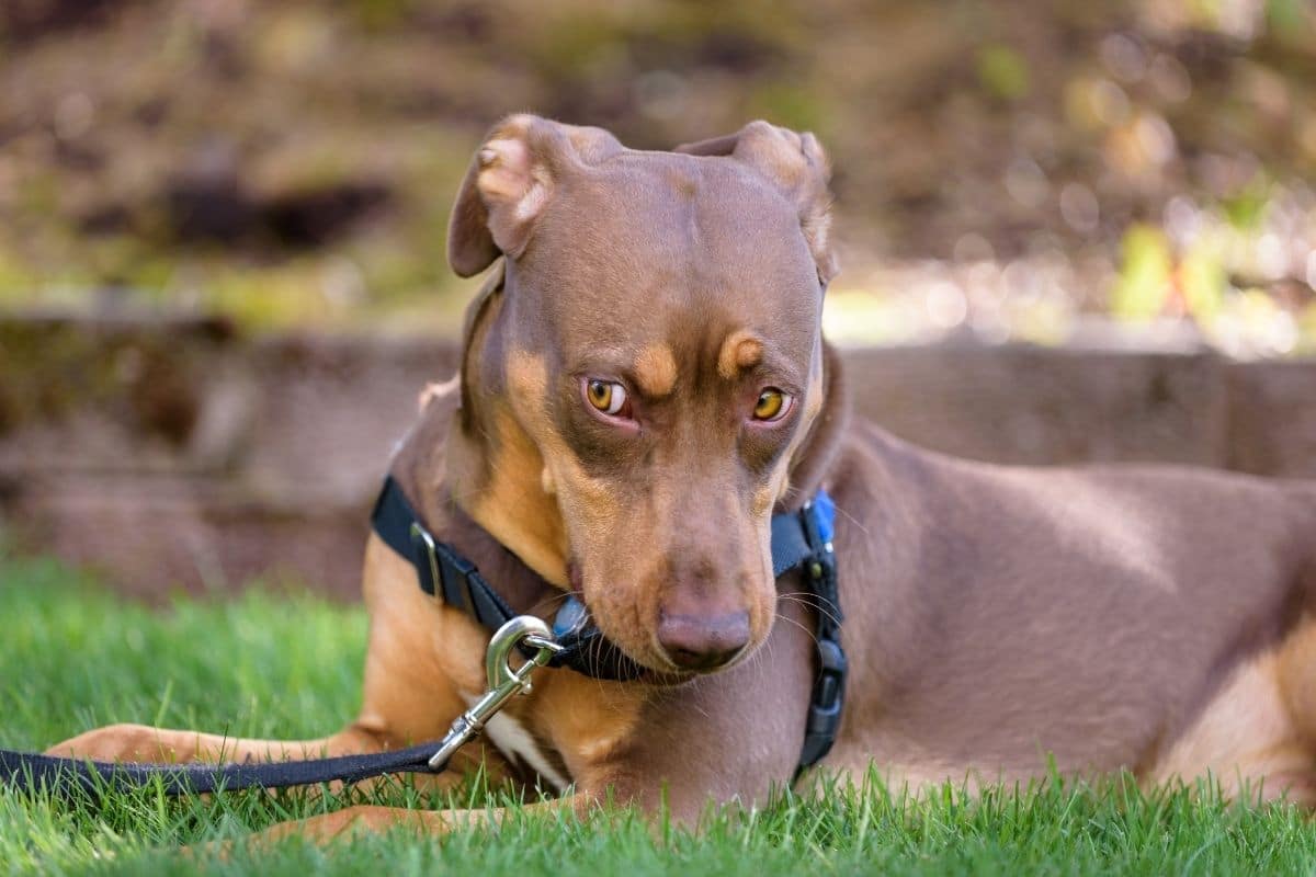 Brown dog lying on grass looking suspicious funny