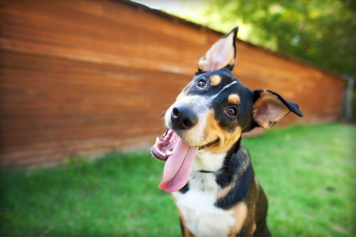 Silly and cute looking dog with tongue out sitting on green grass