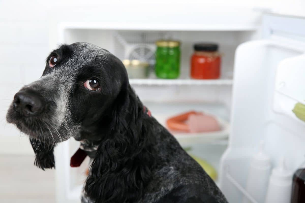 Black dog with puppey eyes infront of open fridge