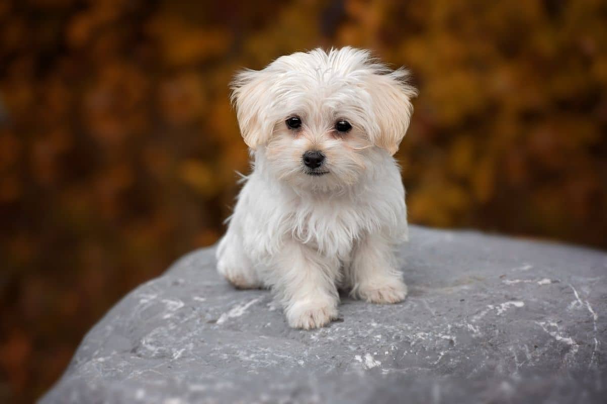 Lovely tiny white pup sitting on the rock
