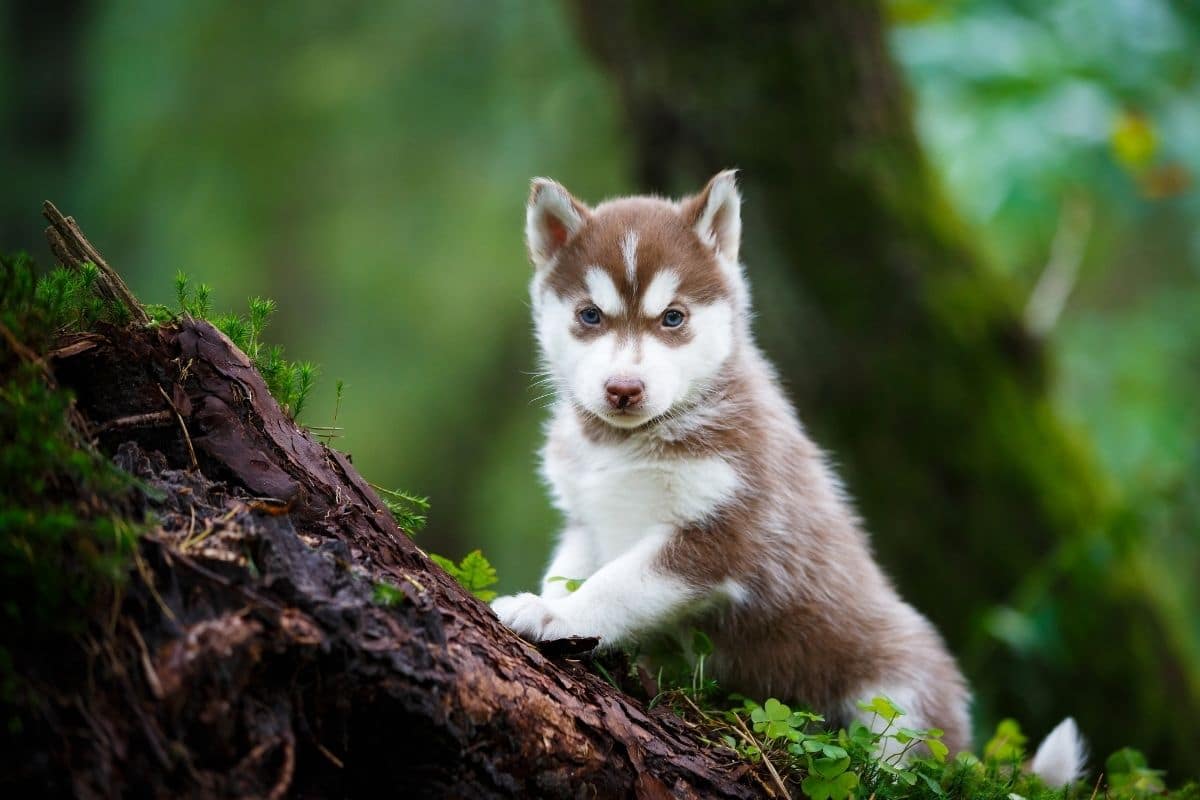 Cute Husky puppey standing on the old tree in forest
