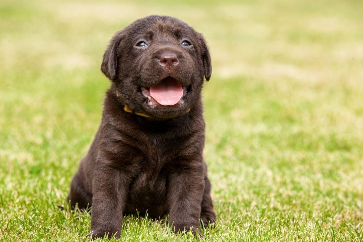 Adorable tiny brown puppy sitting on green grass