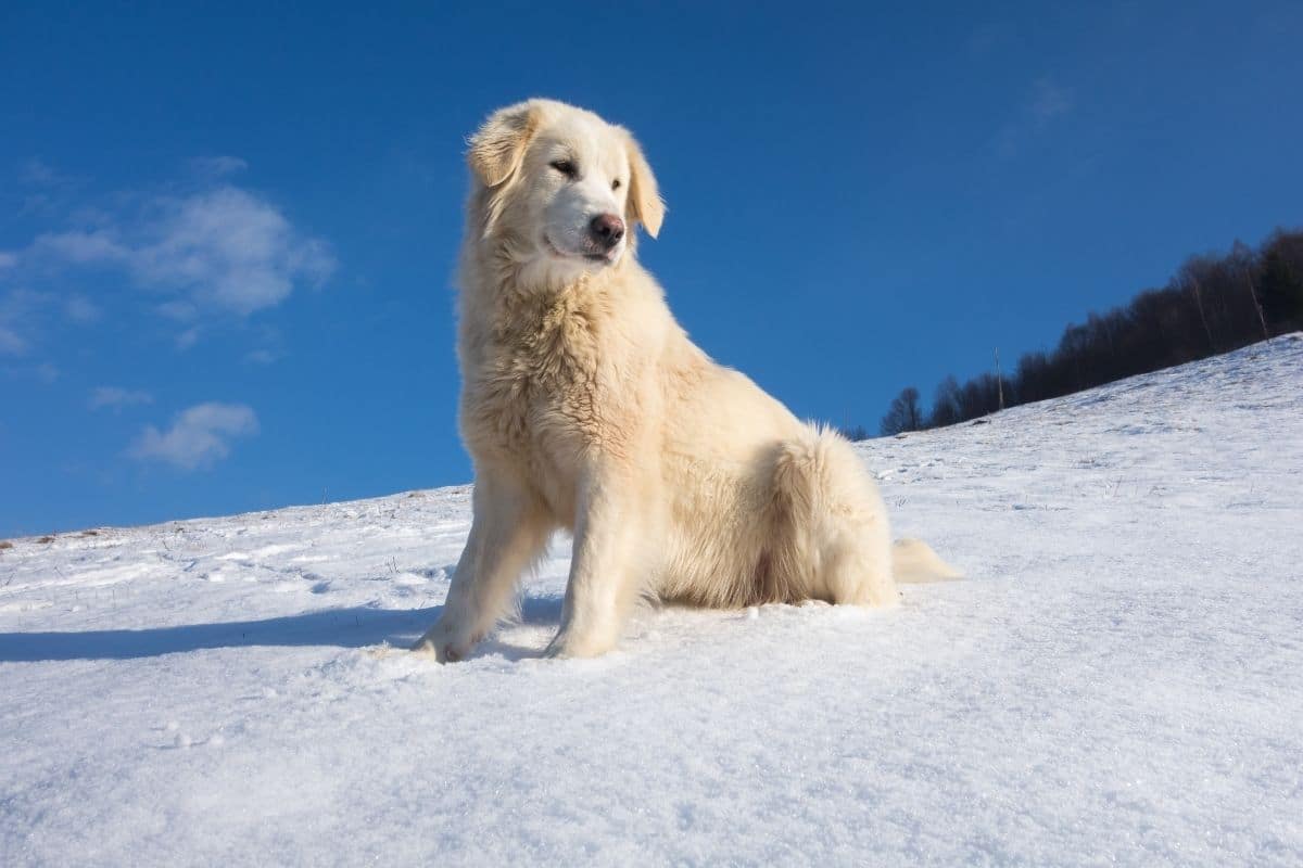 Big and cute white dog standing on snow