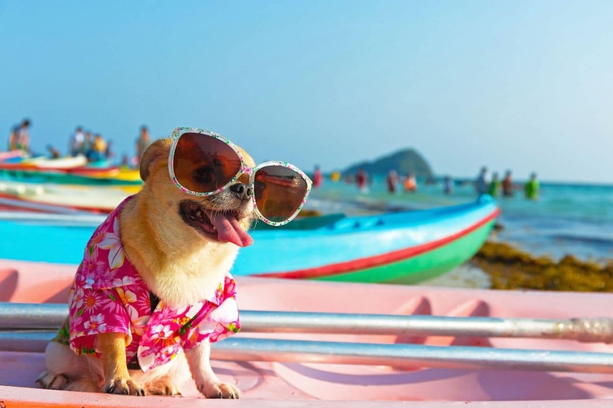 Cute and tiny dog with sunglasses and flower shirt on beach