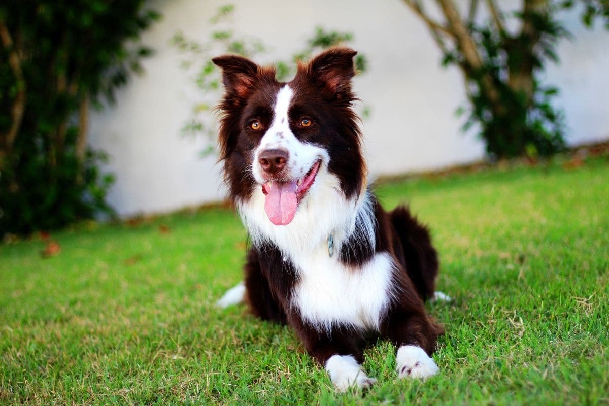 Brown Border Collie lying on the grass