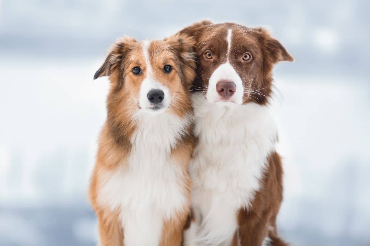 Male and female Border Collie couple posing for photo