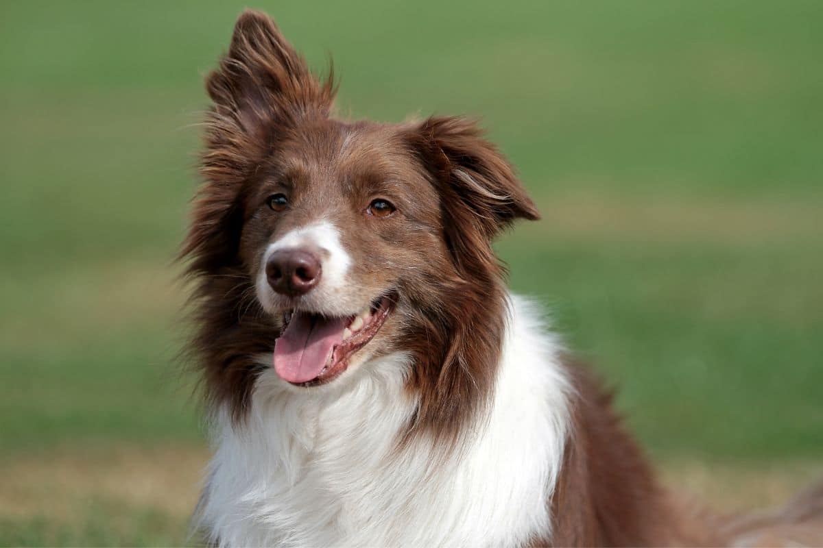 Funny looking brown Border Collie with one ear up