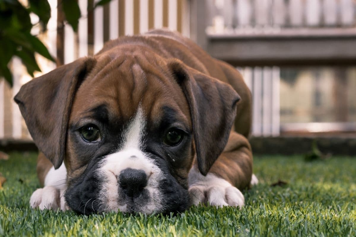Boxer puppy on grass