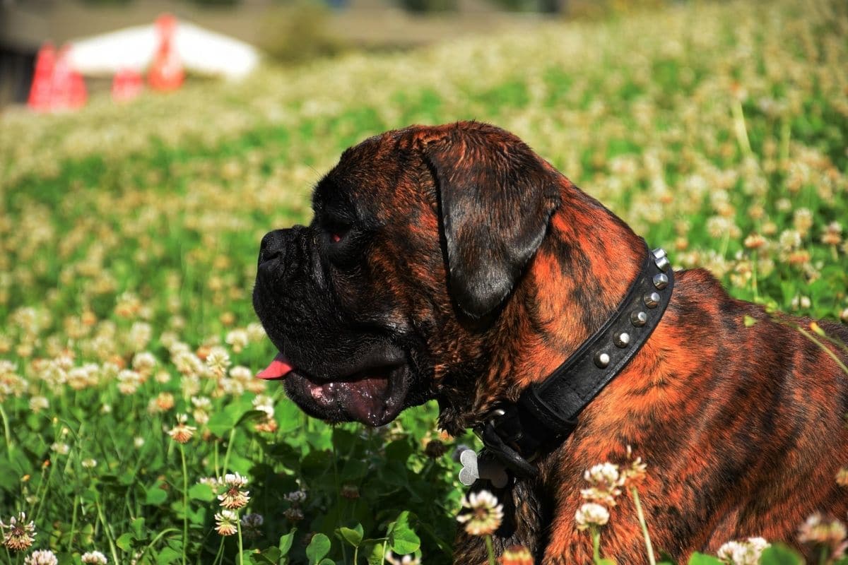 Brindle Boxer in grass
